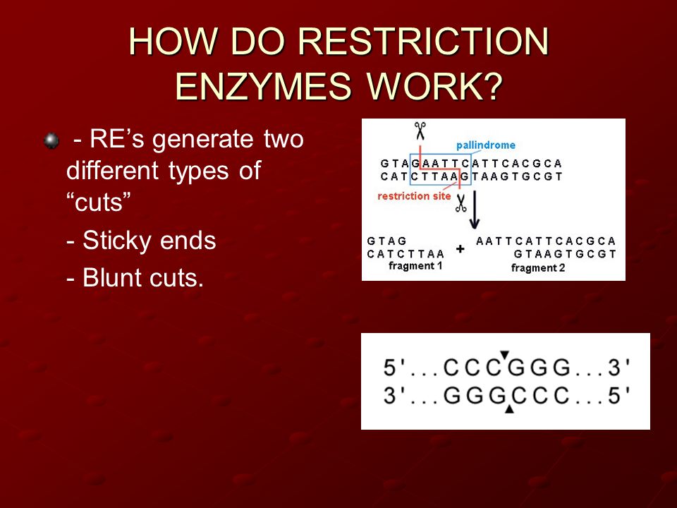 HOW DO RESTRICTION ENZYMES WORK