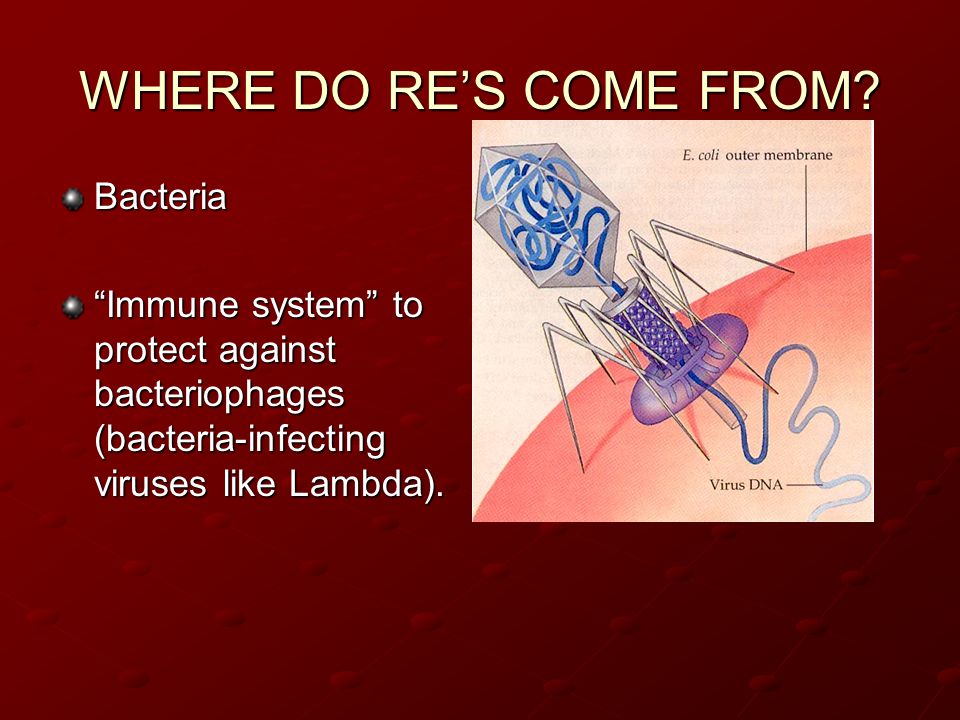 WHERE DO RE’S COME FROM Bacteria