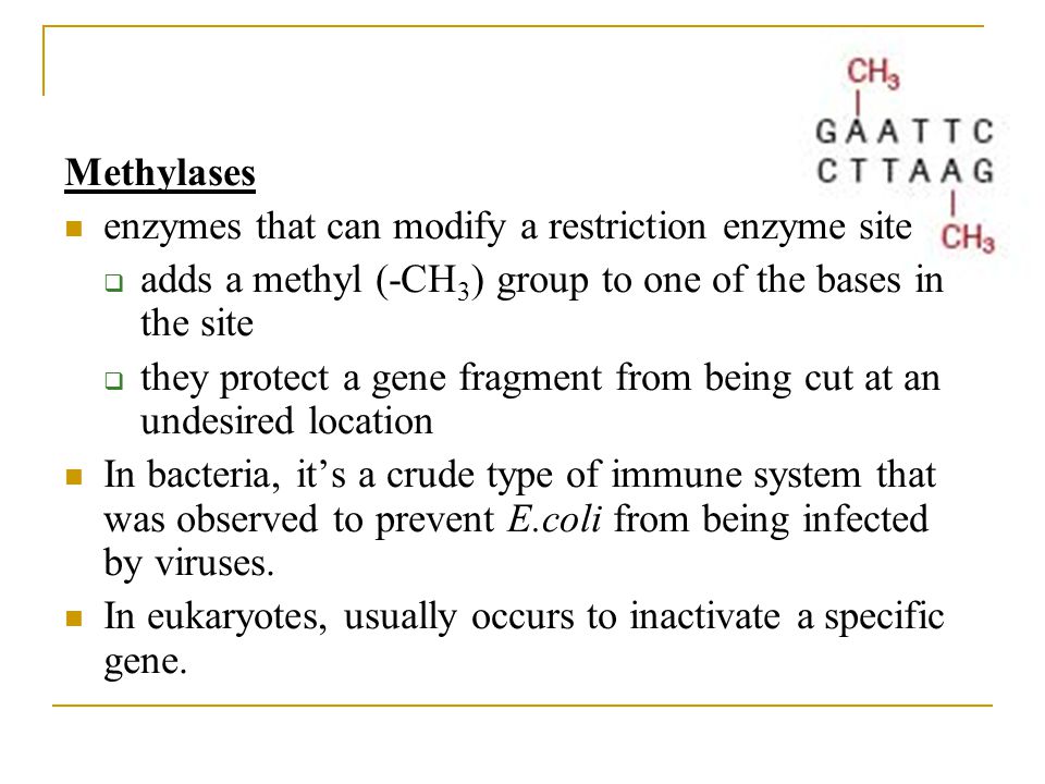 Methylases enzymes that can modify a restriction enzyme site. adds a methyl (-CH3) group to one of the bases in the site.