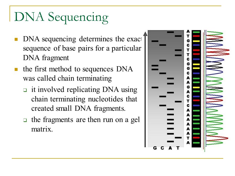 DNA Sequencing DNA sequencing determines the exact sequence of base pairs for a particular DNA fragment.