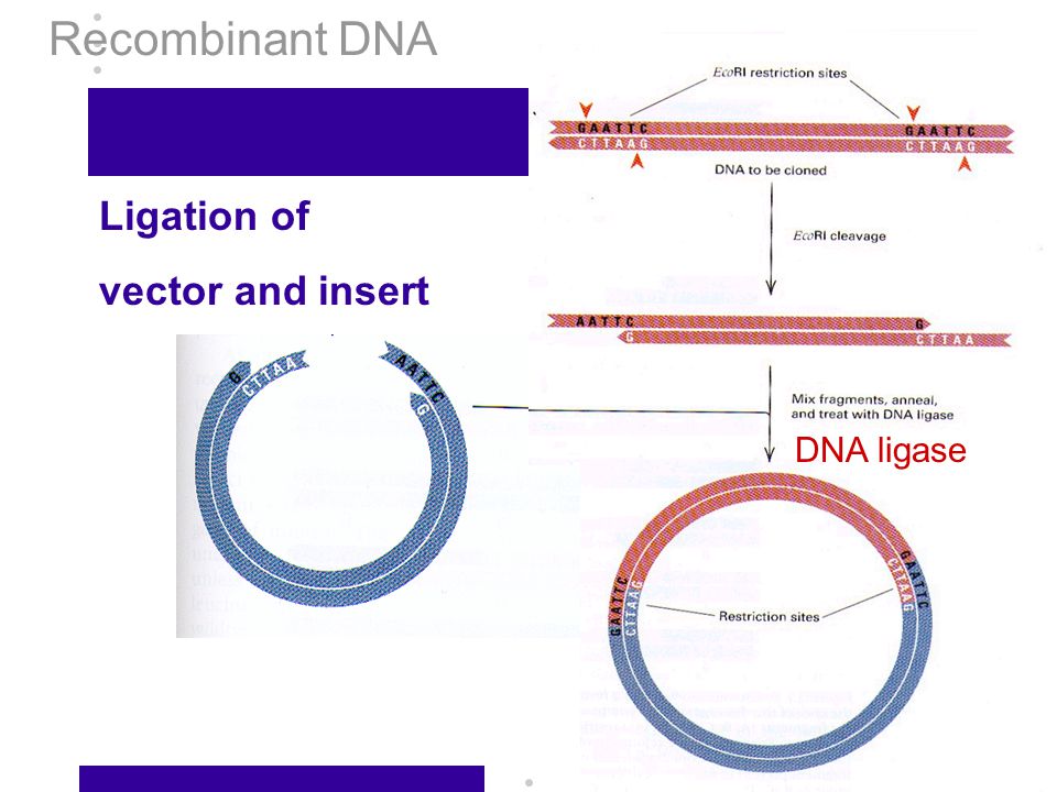 Recombinant DNA Ligation of vector and insert DNA ligase