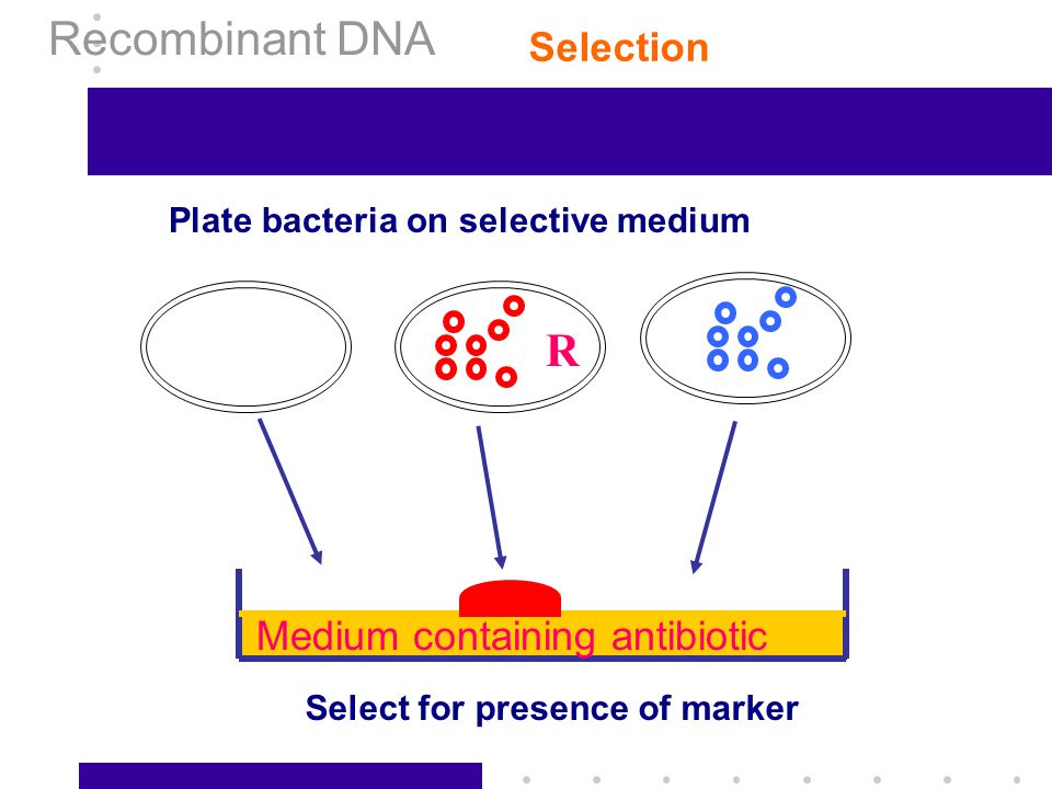 Recombinant DNA R Selection Medium containing antibiotic