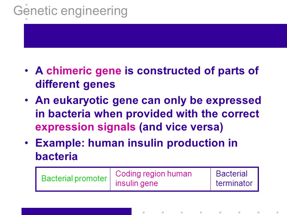 Genetic engineering A chimeric gene is constructed of parts of different genes.