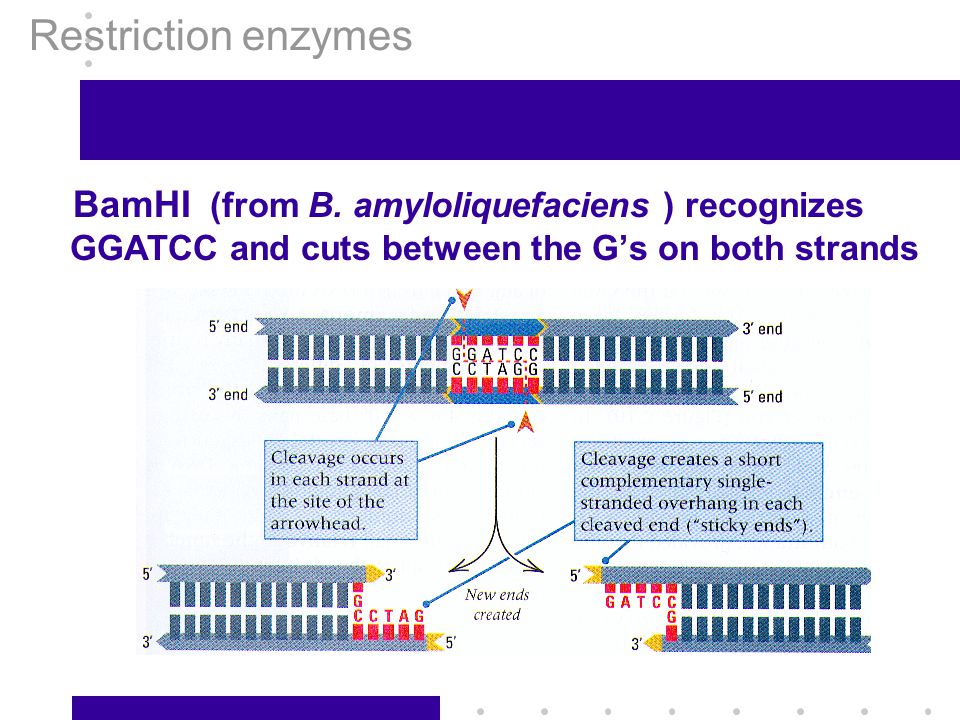 Restriction enzymes BamHI (from B.