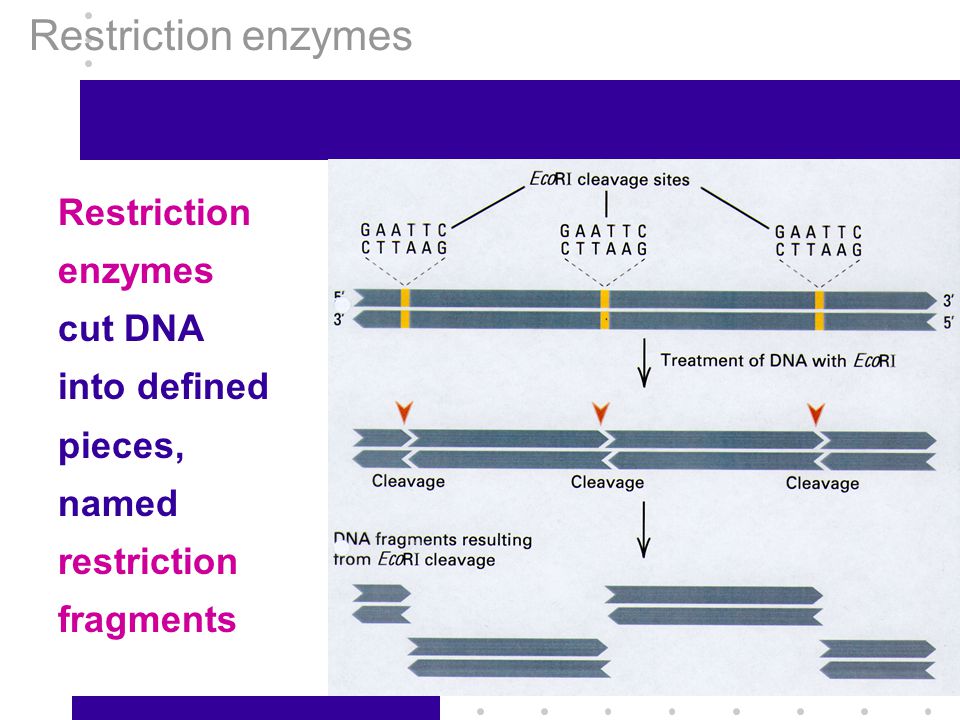 Restriction enzymes Restriction enzymes cut DNA into defined pieces, named restriction fragments
