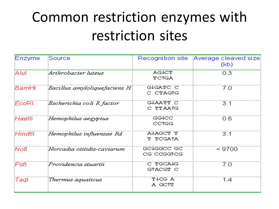 Common restriction enzymes with restriction sites