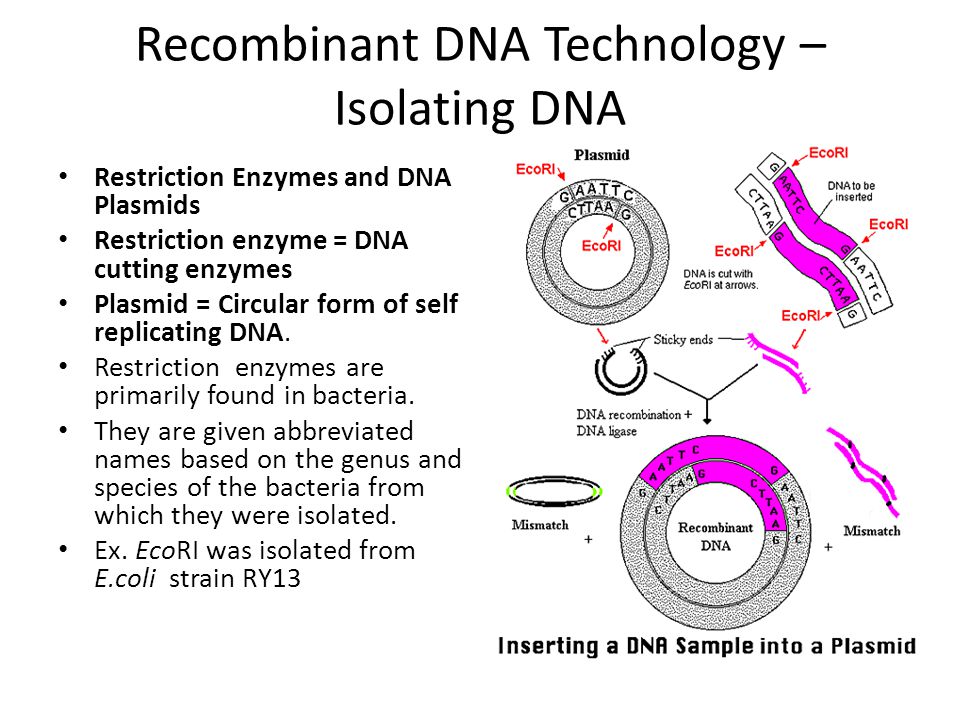 Recombinant DNA Technology – Isolating DNA
