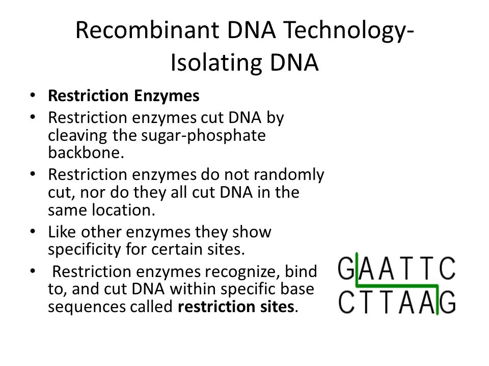 Recombinant DNA Technology- Isolating DNA