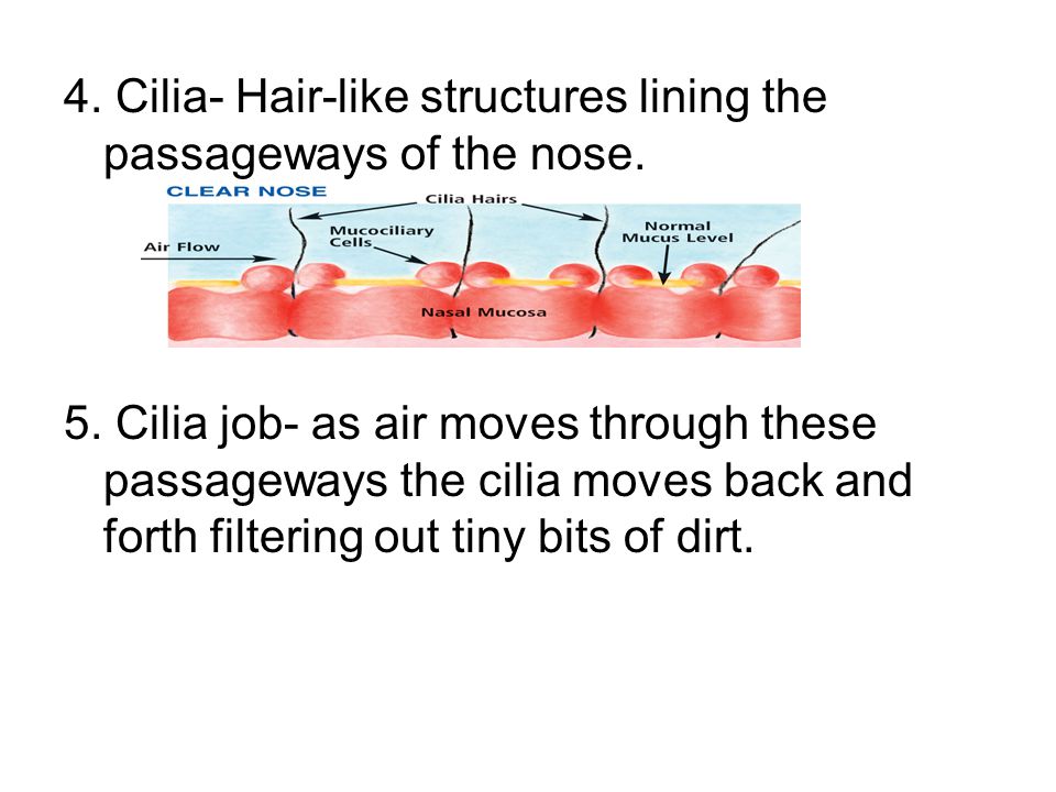 4. Cilia- Hair-like structures lining the passageways of the nose.
