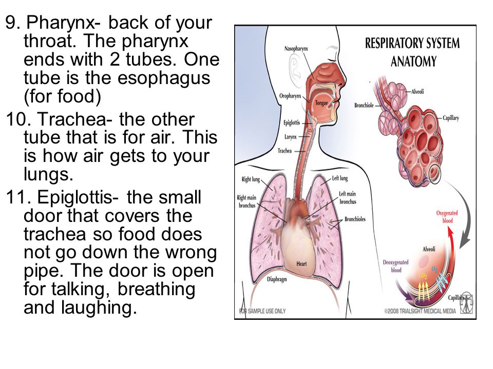 9. Pharynx- back of your throat. The pharynx ends with 2 tubes