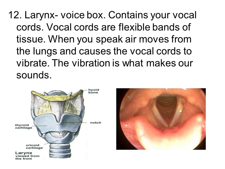 12. Larynx- voice box. Contains your vocal cords
