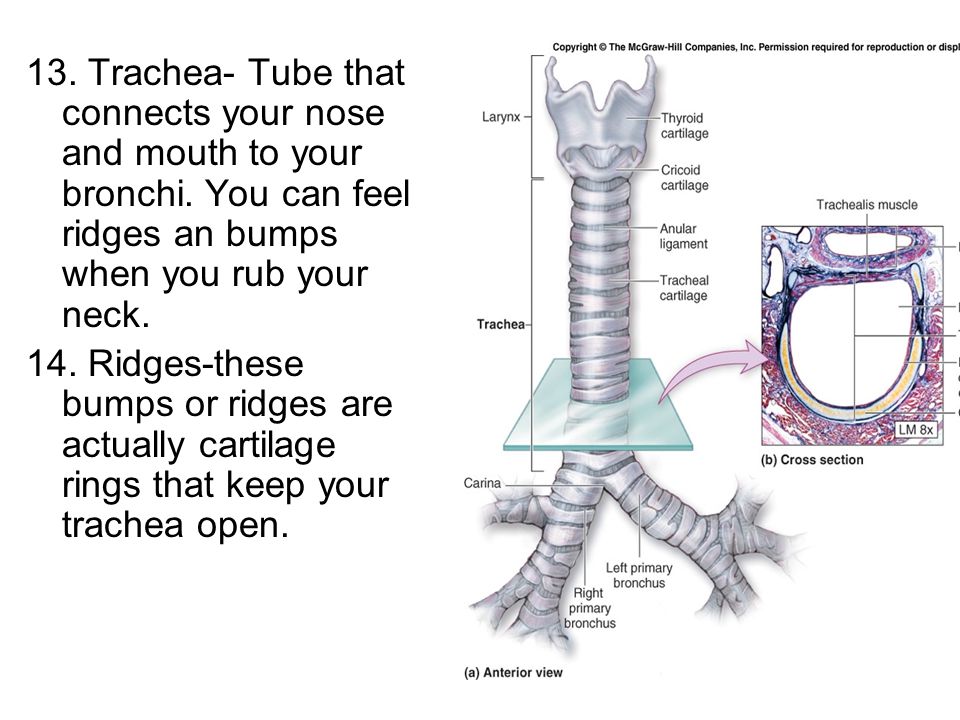 13. Trachea- Tube that connects your nose and mouth to your bronchi