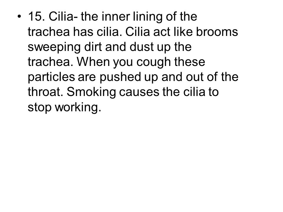 15. Cilia- the inner lining of the trachea has cilia
