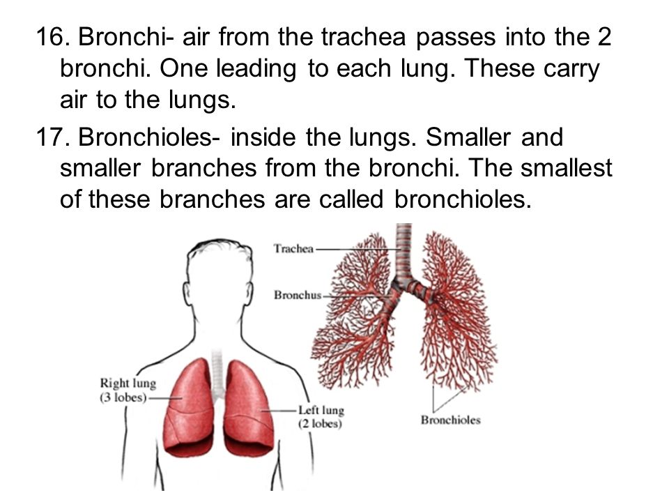 16. Bronchi- air from the trachea passes into the 2 bronchi