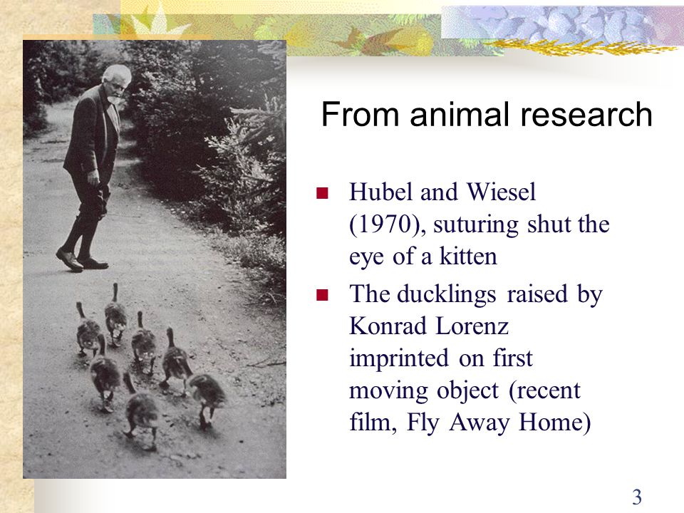 From animal research Hubel and Wiesel (1970), suturing shut the eye of a kitten.