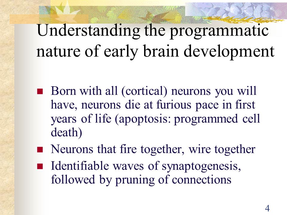 Understanding the programmatic nature of early brain development