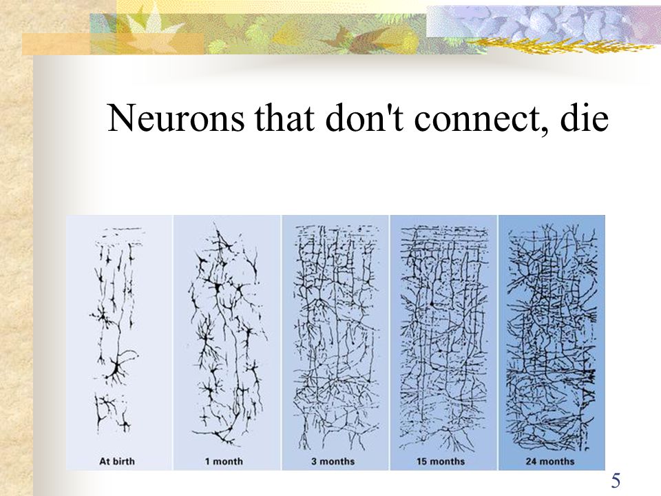 Neurons that don t connect, die