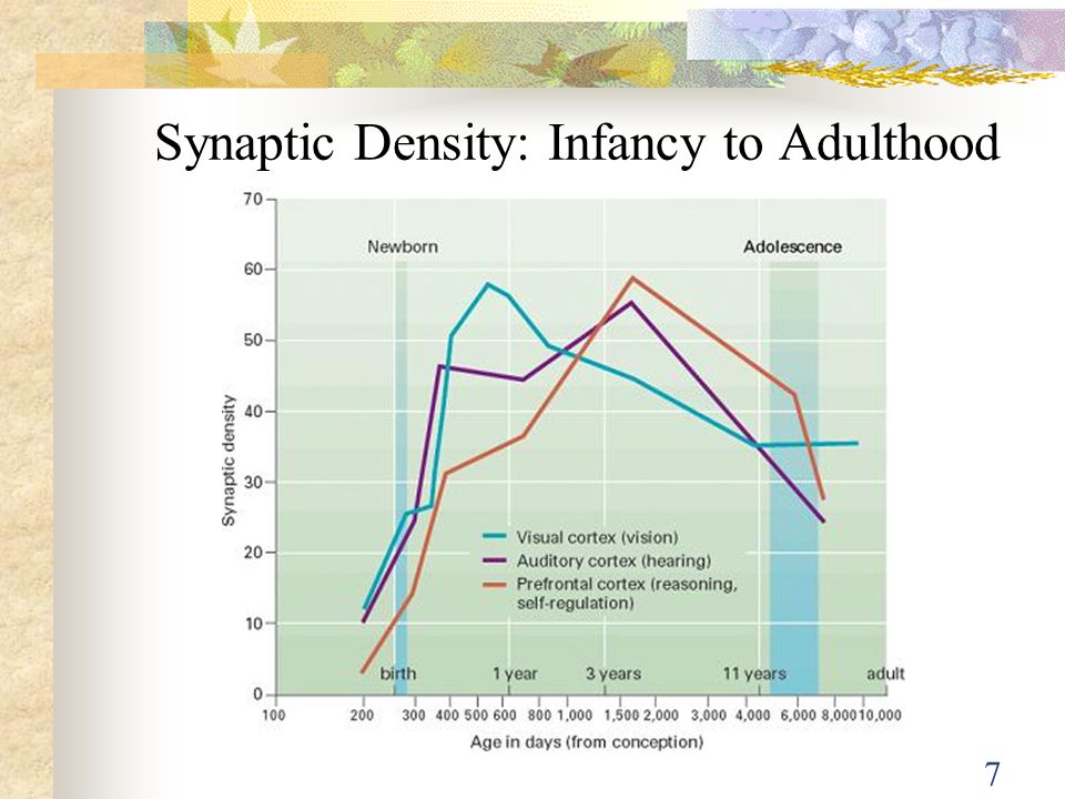 Synaptic Density: Infancy to Adulthood