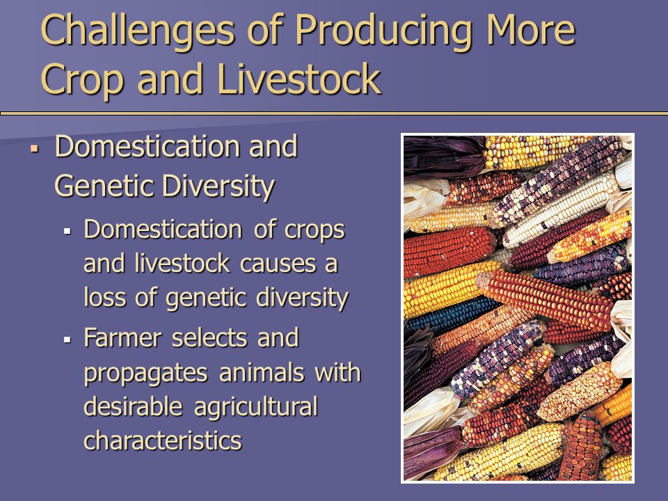 Challenges of Producing More Crop and Livestock