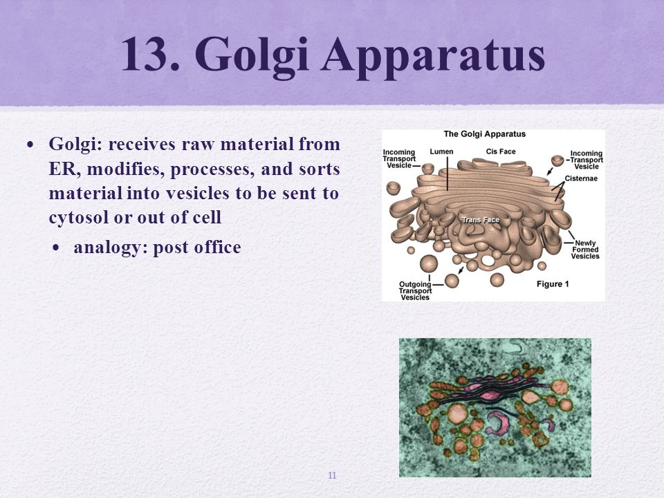 13. Golgi Apparatus