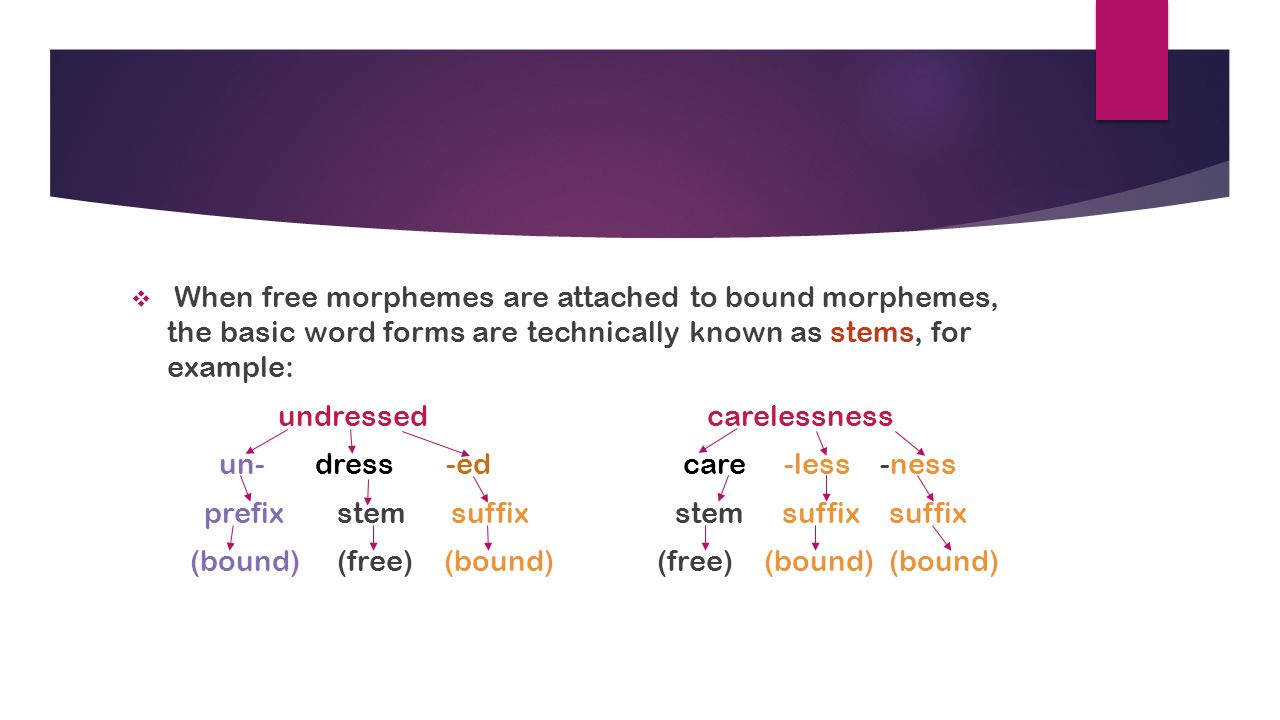 When free morphemes are attached to bound morphemes, the basic word forms are technically known as stems, for example:
