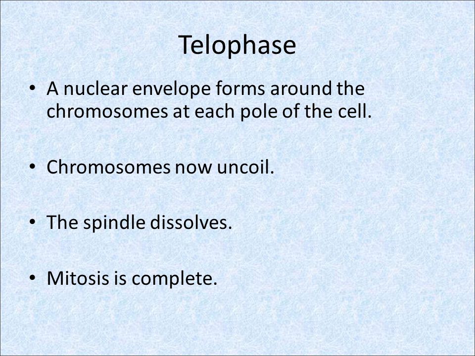 Telophase A nuclear envelope forms around the chromosomes at each pole of the cell. Chromosomes now uncoil.