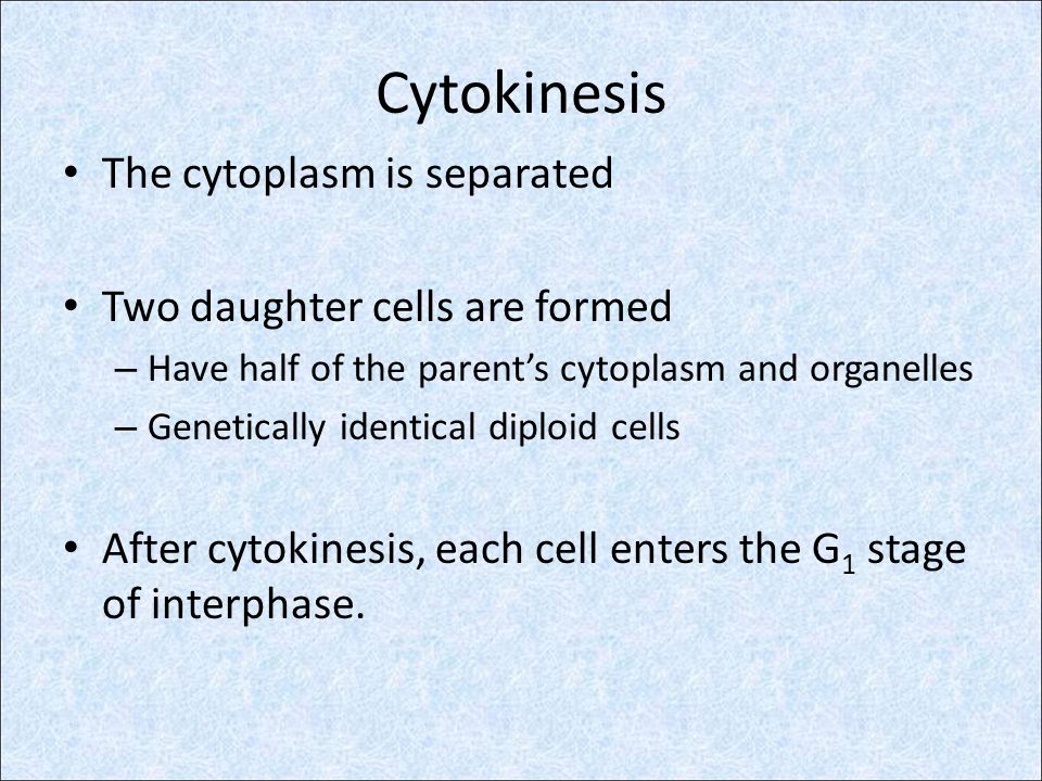 Cytokinesis The cytoplasm is separated Two daughter cells are formed