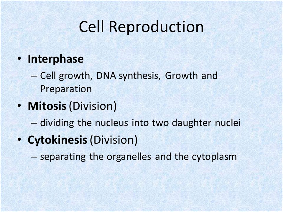 Cell Reproduction Interphase Mitosis (Division) Cytokinesis (Division)