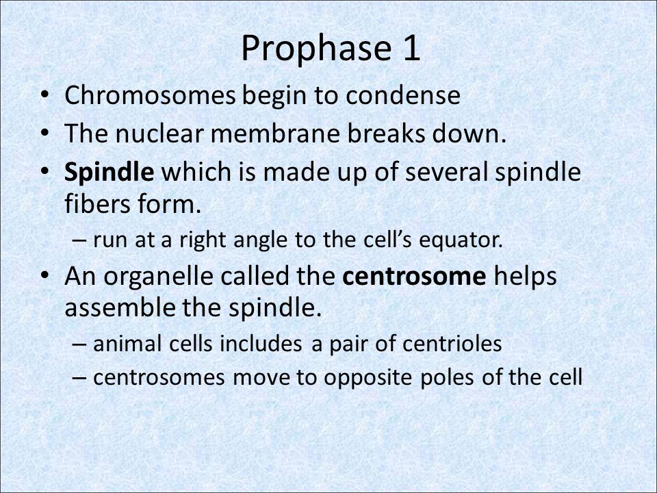 Prophase 1 Chromosomes begin to condense