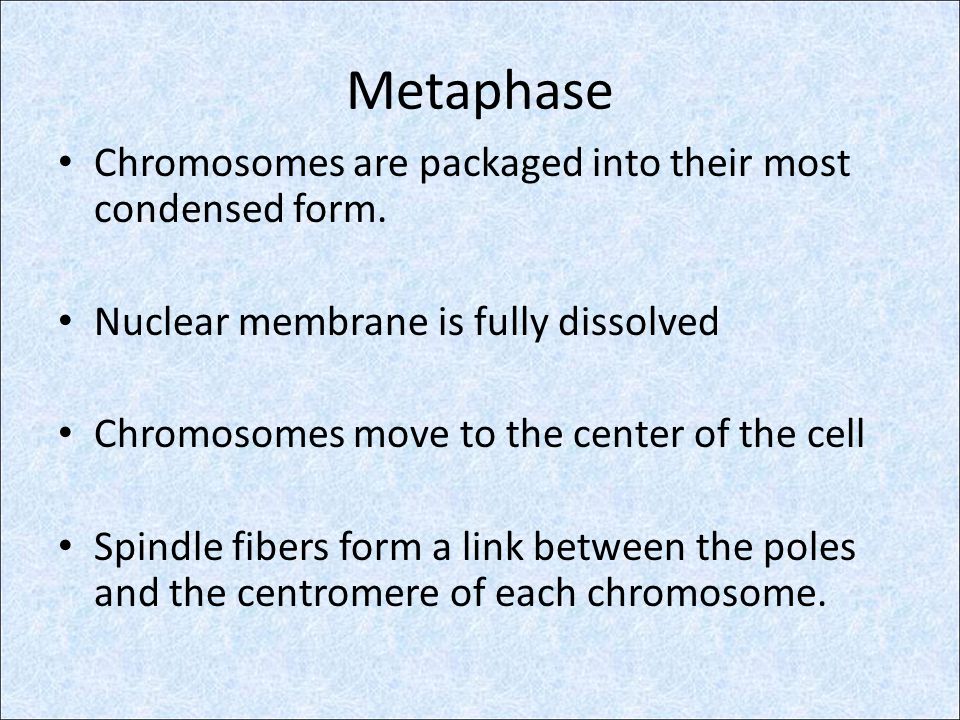 Metaphase Chromosomes are packaged into their most condensed form.