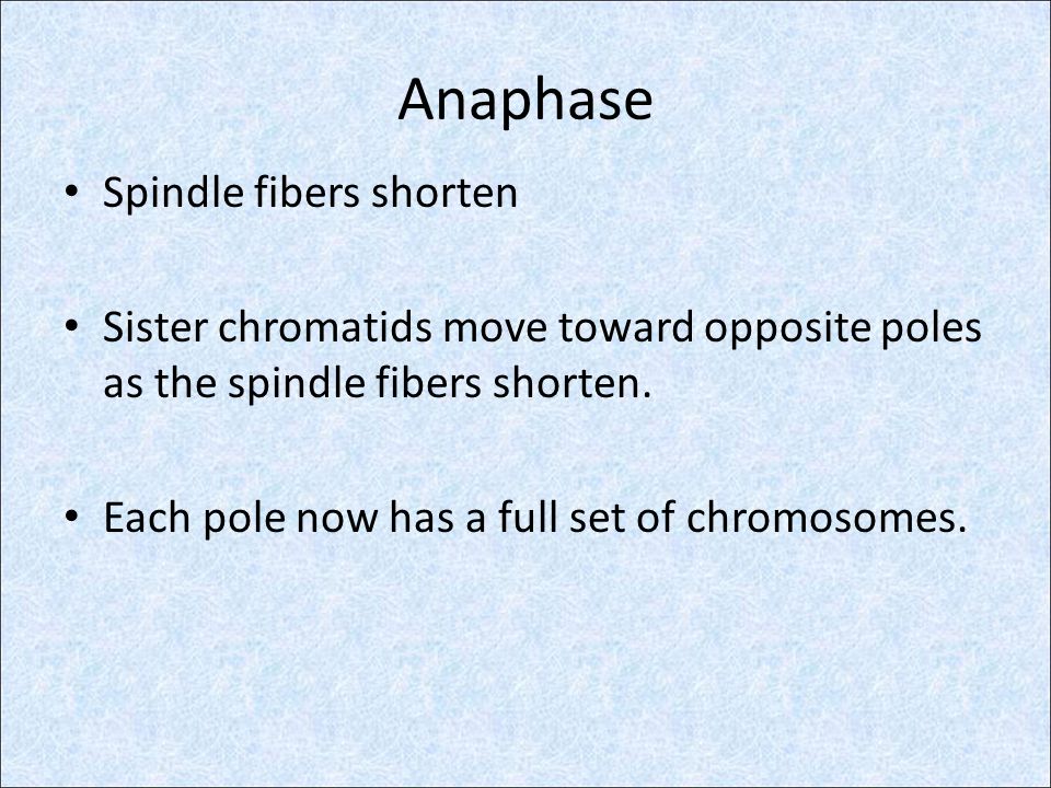 Anaphase Spindle fibers shorten