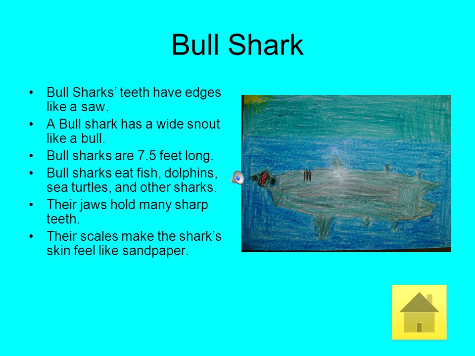 Bull Shark Bull Sharks’ teeth have edges like a saw.