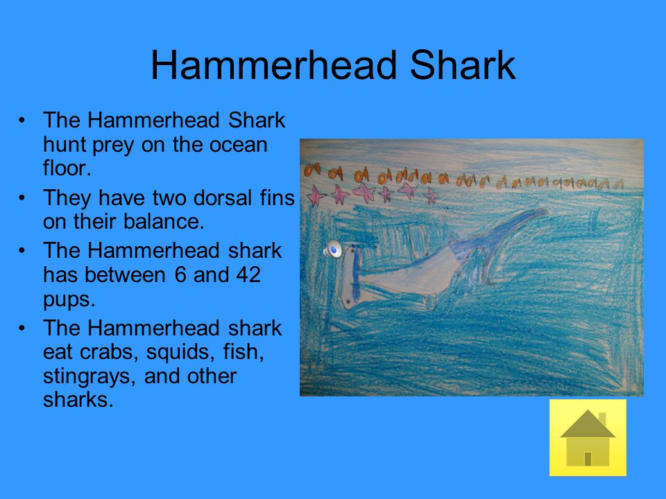 Hammerhead Shark The Hammerhead Shark hunt prey on the ocean floor.