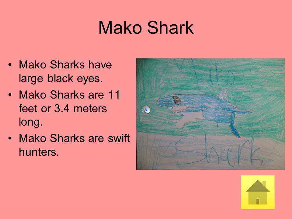 Mako Shark Mako Sharks have large black eyes.