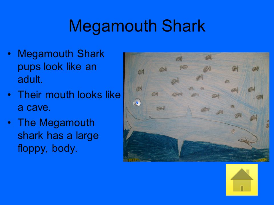 Megamouth Shark Megamouth Shark pups look like an adult.