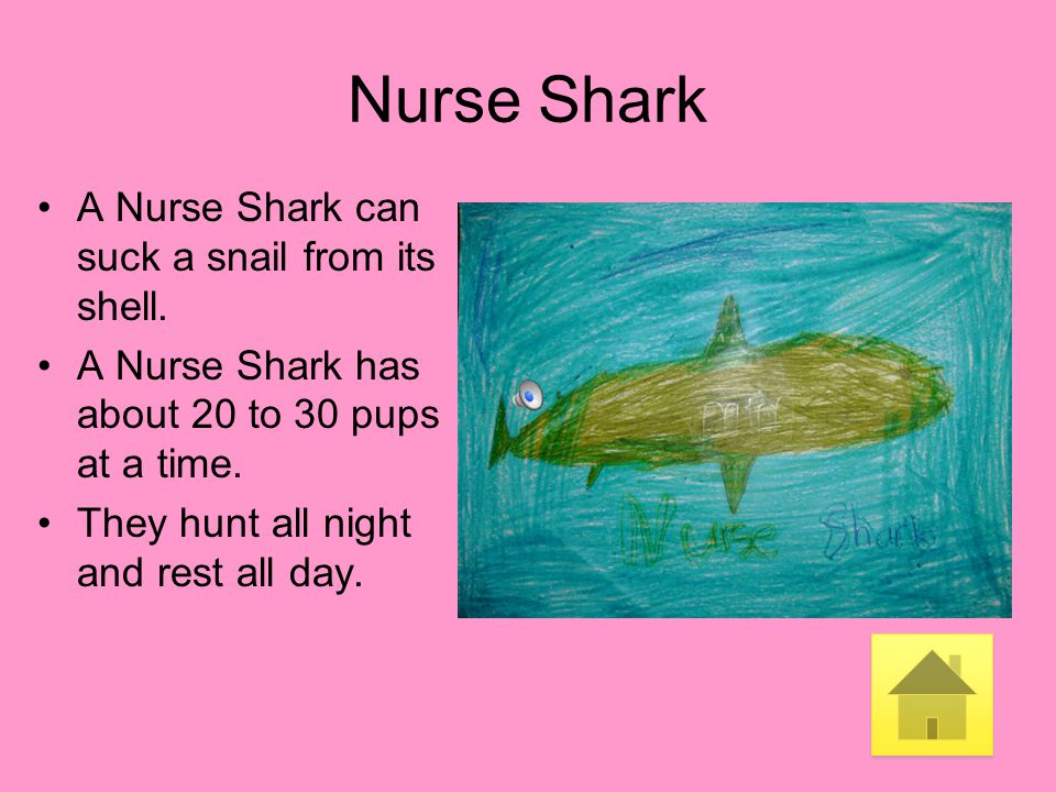 Nurse Shark A Nurse Shark can suck a snail from its shell.