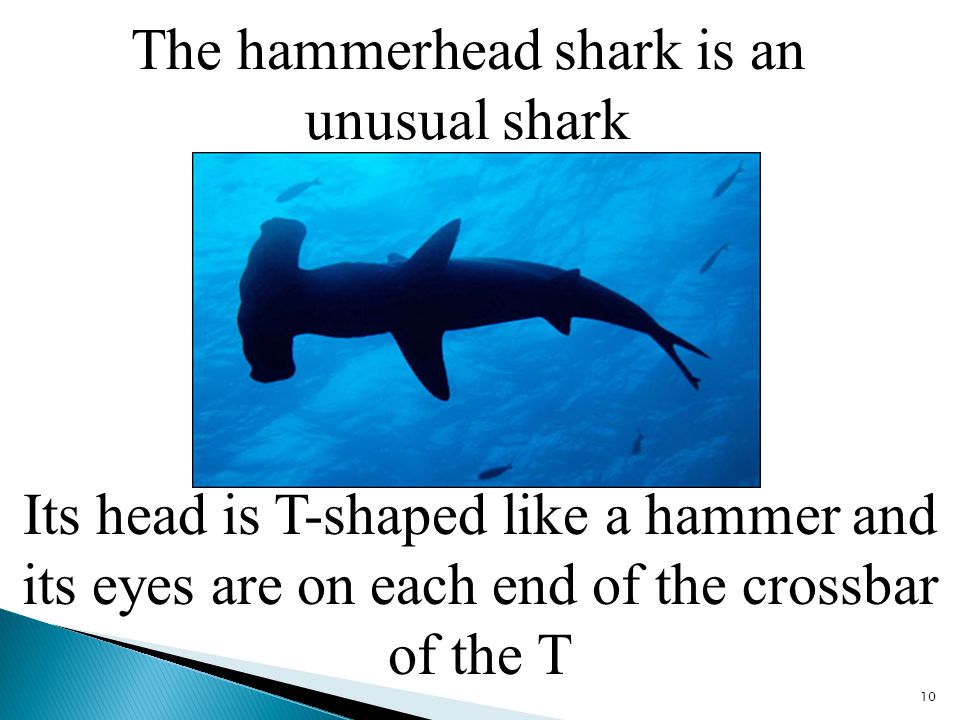 The hammerhead shark is an unusual shark