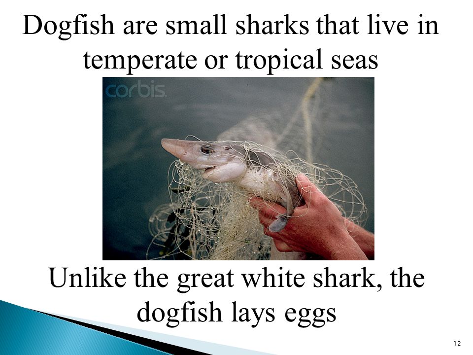 Dogfish are small sharks that live in temperate or tropical seas