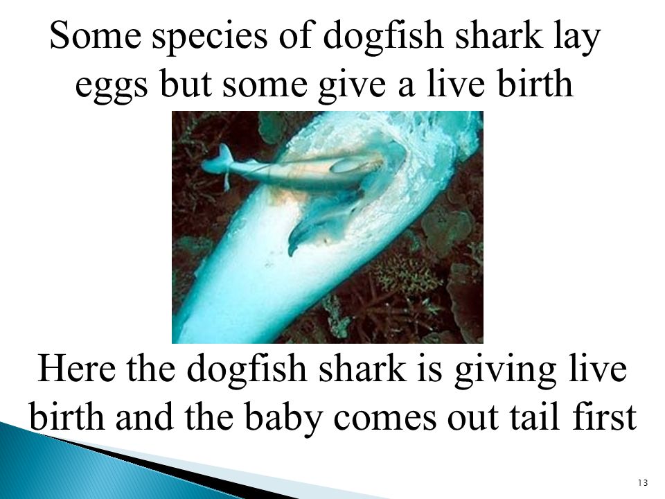 Some species of dogfish shark lay eggs but some give a live birth