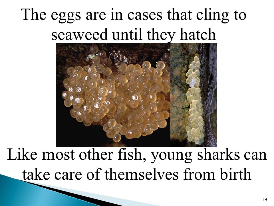The eggs are in cases that cling to seaweed until they hatch