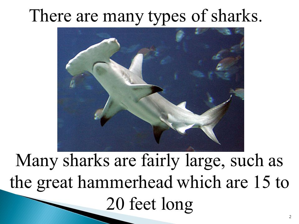 There are many types of sharks.