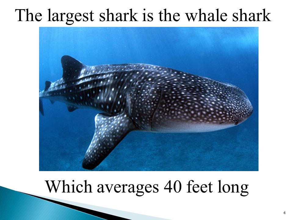 The largest shark is the whale shark