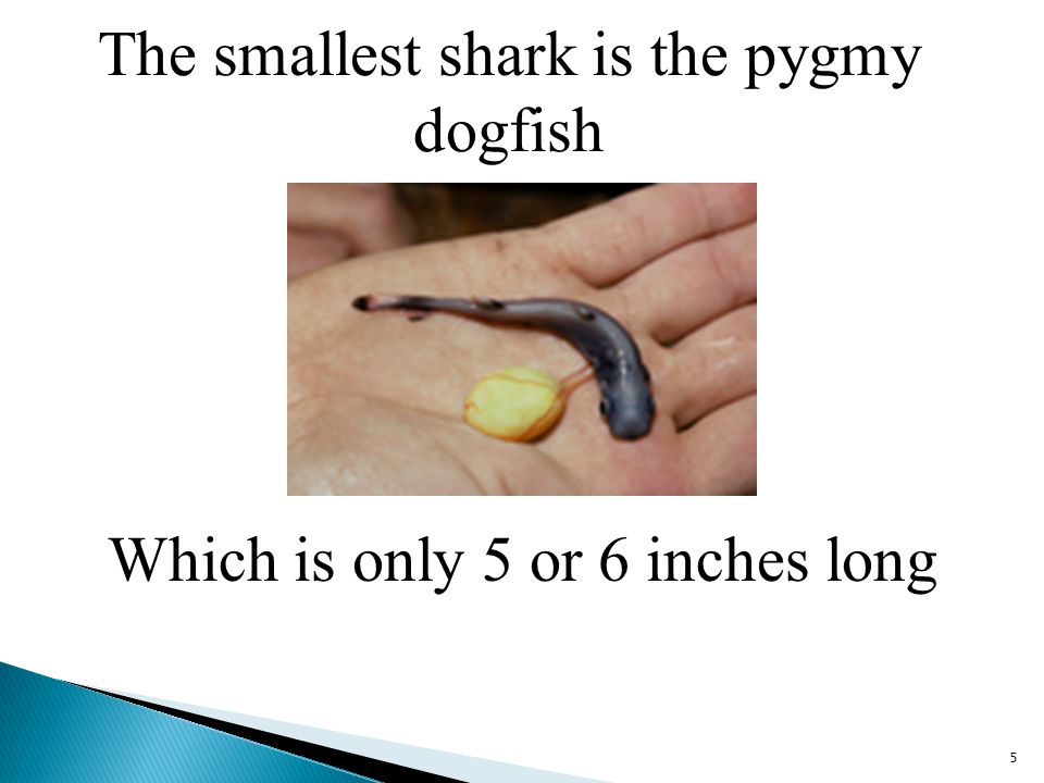 The smallest shark is the pygmy dogfish