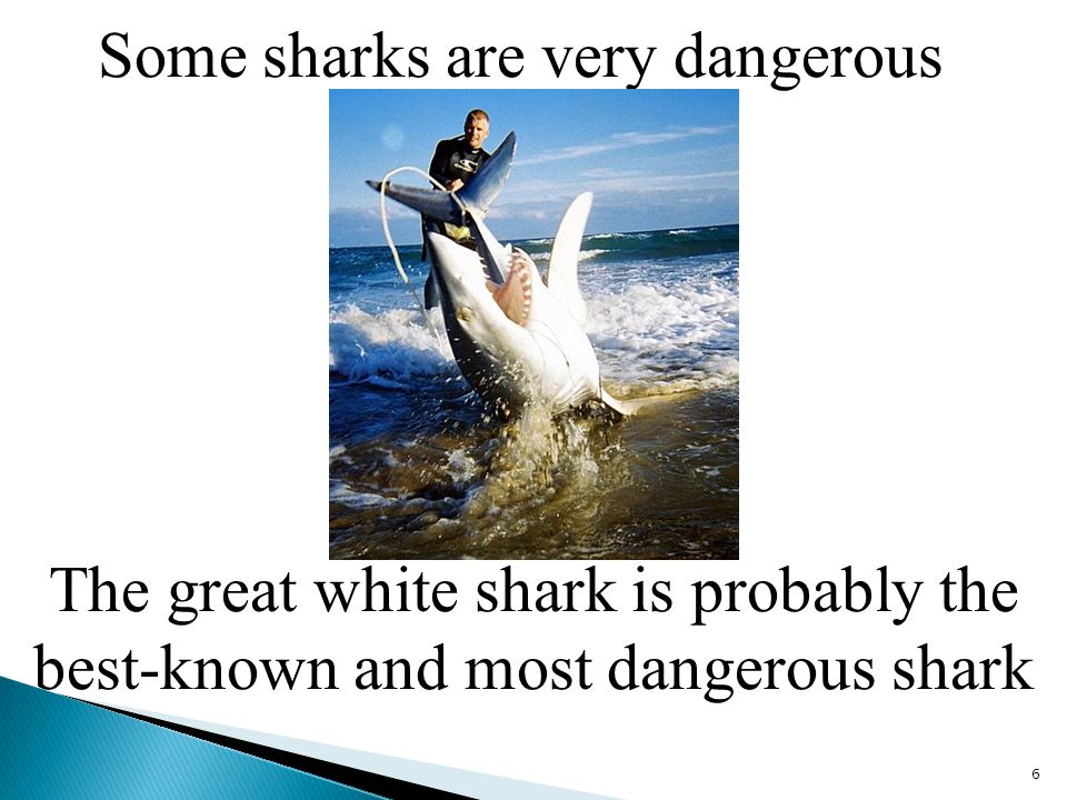 Some sharks are very dangerous