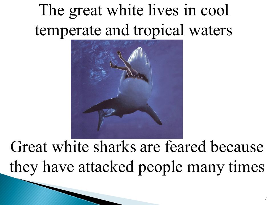 The great white lives in cool temperate and tropical waters