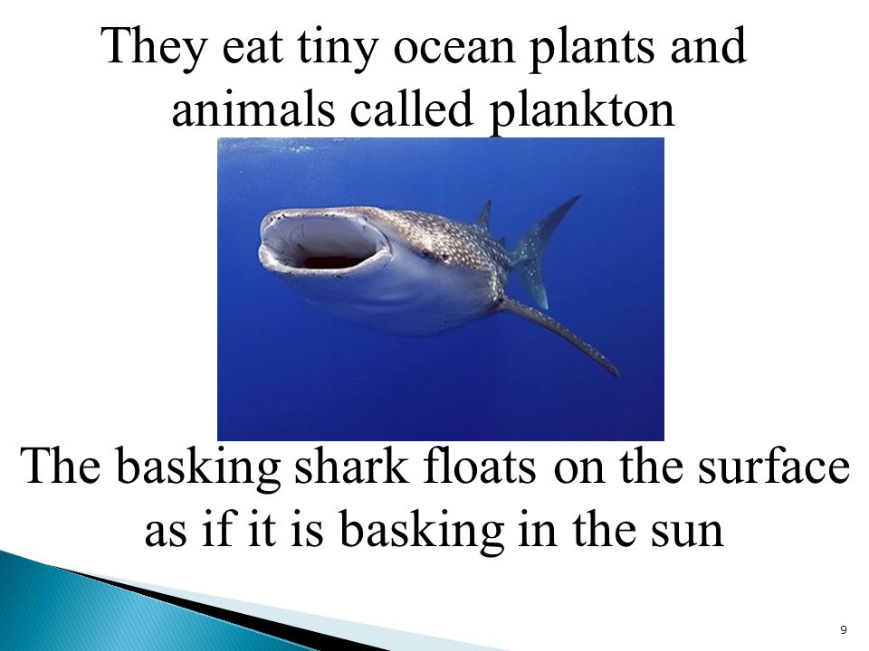 They eat tiny ocean plants and animals called plankton