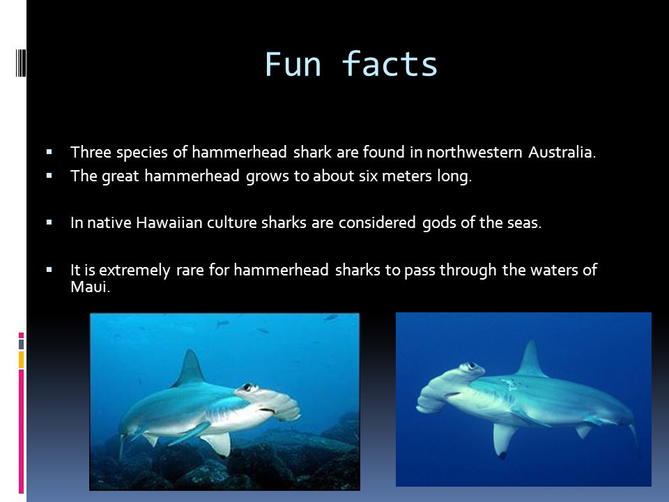 Fun facts Three species of hammerhead shark are found in northwestern Australia. The great hammerhead grows to about six meters long.