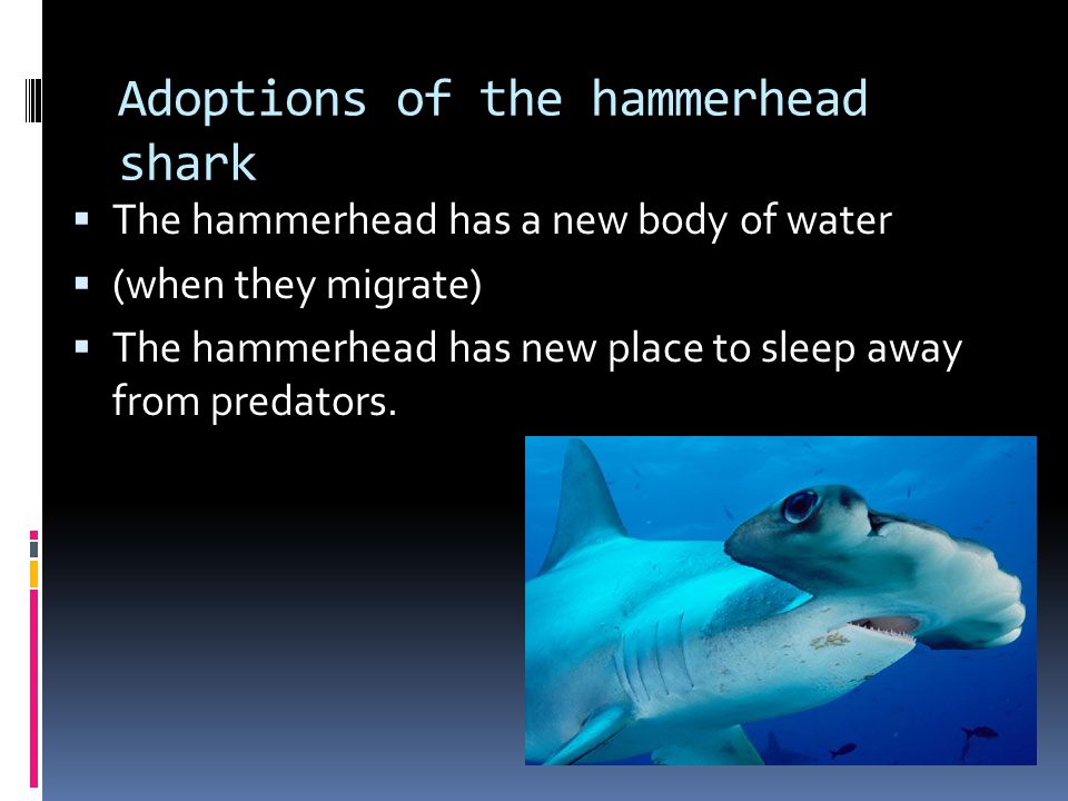 Adoptions of the hammerhead shark