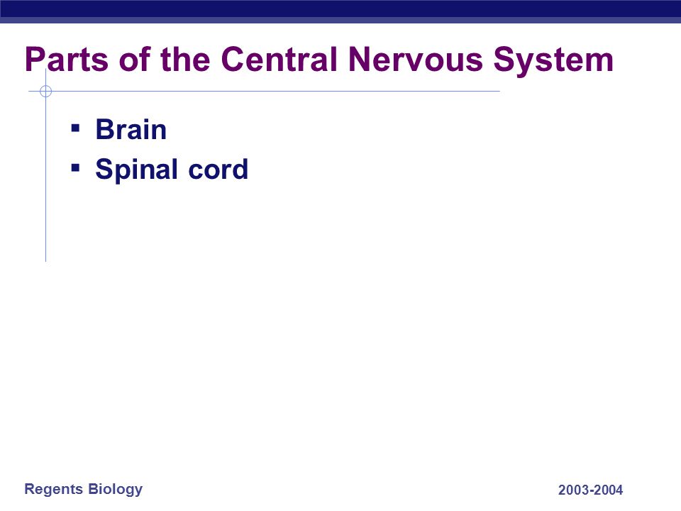 Parts of the Central Nervous System