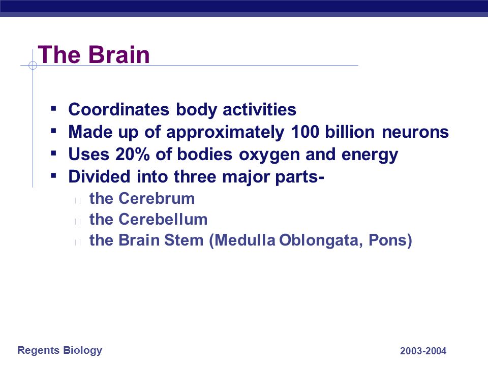 The Brain Coordinates body activities